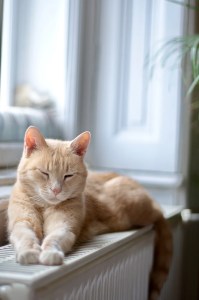 Orange cat resting on a radiator by a window during an AC repair service visit.
