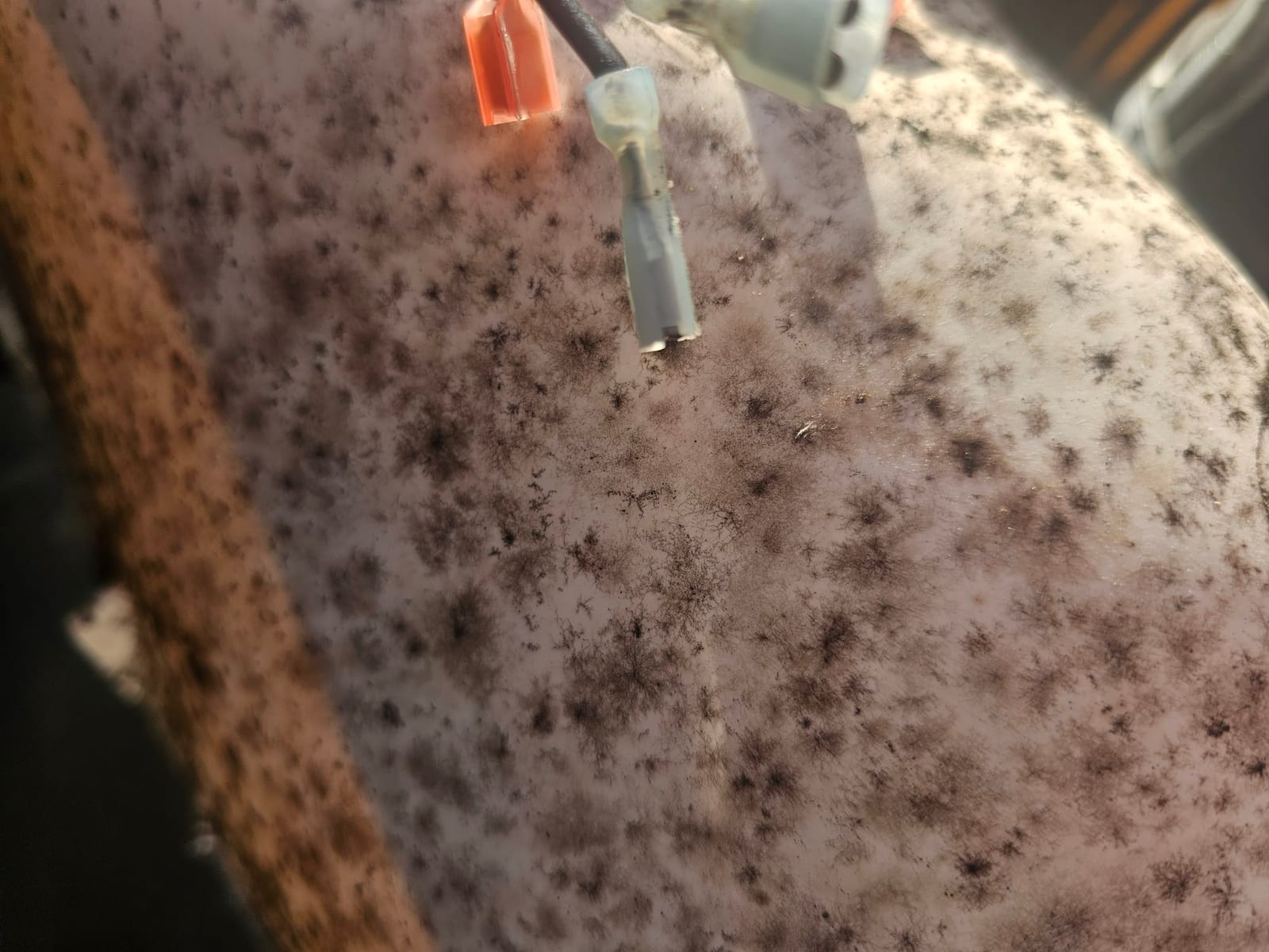 Close-up of HVAC blower housing surface showing widespread dark mold-like spotting, with disconnected insulated wire terminals visible above.