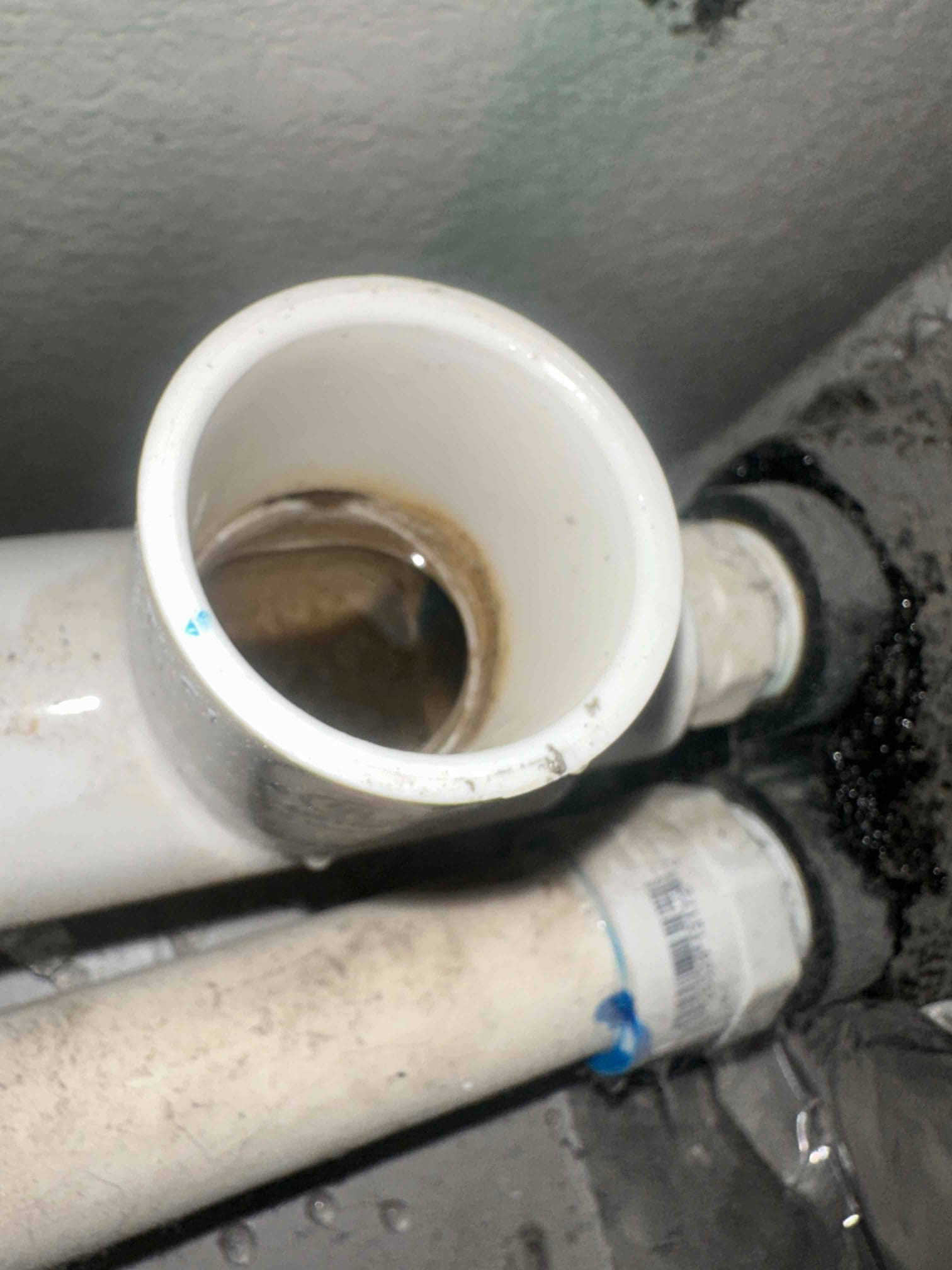 PVC condensate drain cleanout shows standing water inside the trap and dark residue around the opening.