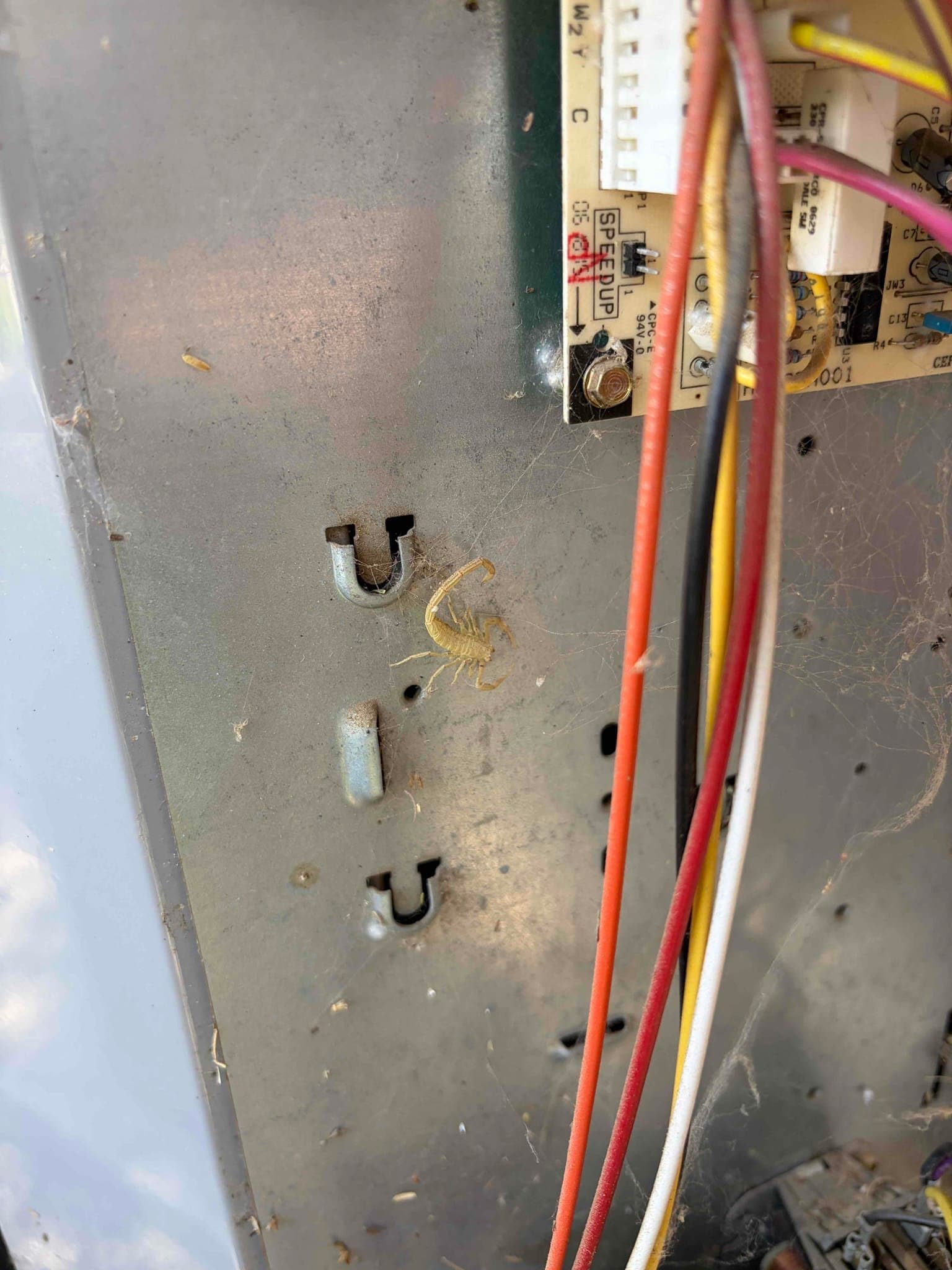 Control compartment interior with low-voltage wires, circuit board edge, dust, cobwebs, and a small scorpion on the panel.