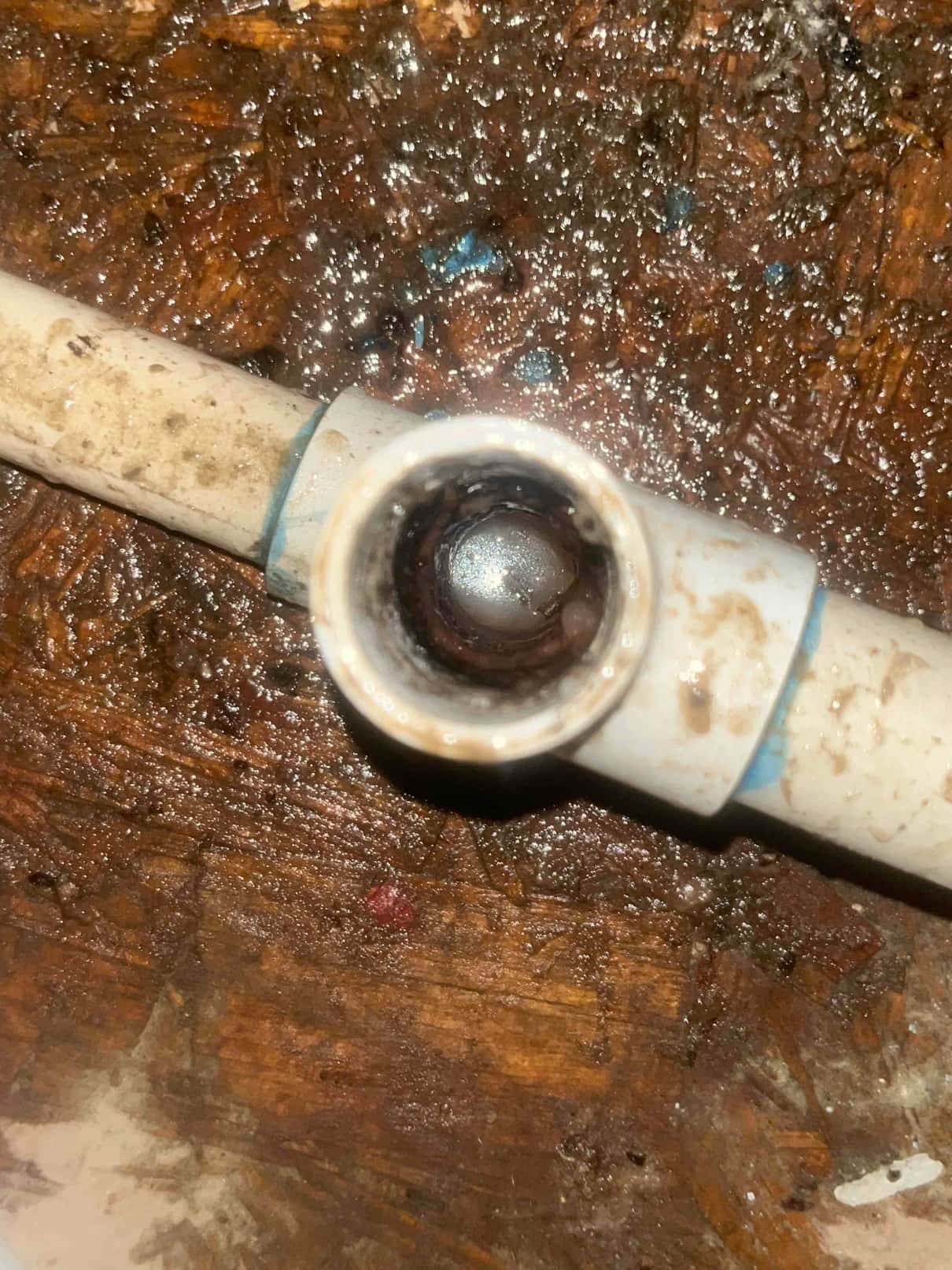 PVC tee on a small drain line with dark sludge visible inside the opening.
