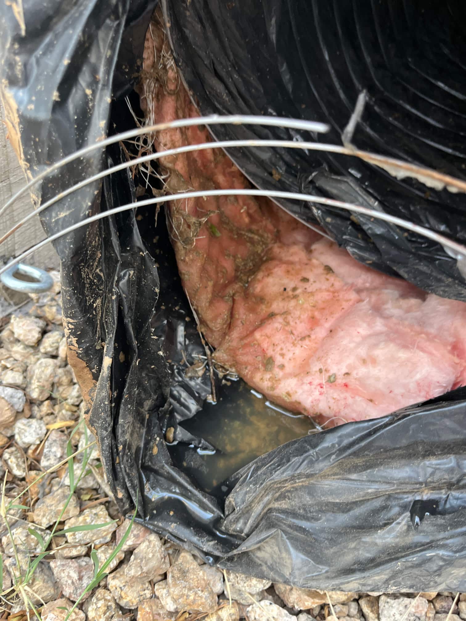 Torn flexible duct with exposed pink insulation and standing dirty water inside jacket.